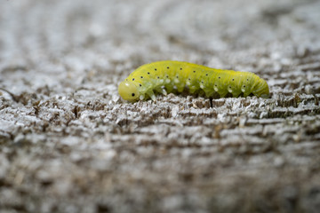 Green caterpillar with a black spots, wooden background.