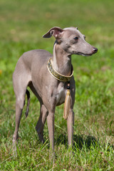 Obraz na płótnie Canvas Portrait of nice Italian Greyhound