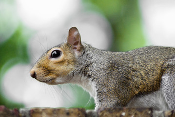 Side View of an Eastern Grey Squirrel