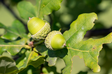 Green oak tree and acorns, nature environment background