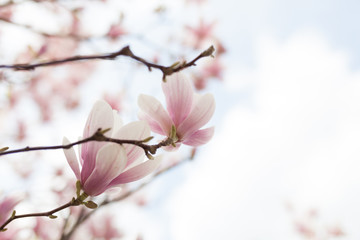 Closeup of magnolia tree blossom with blurred background and warm sunshine
