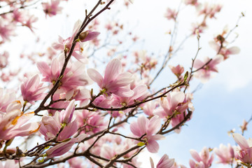 Fototapety  Closeup of magnolia tree blossom with blurred background and warm sunshine
