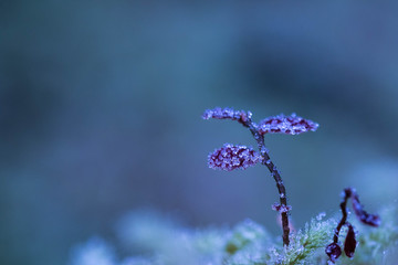 Plantule givrée