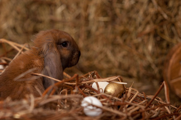 Rabbit breeds of RAM in the barn sits a wicker basket