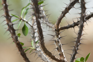 Euphorbia milii or thorny Christ green plant with red flowers