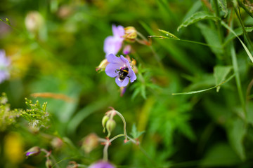 Small purple flower growing in the mountains and black and yellow bee. Green background
