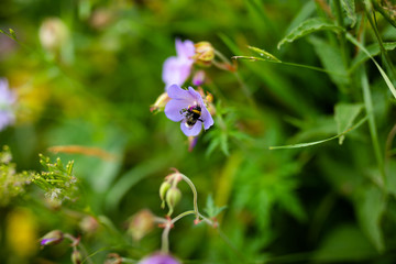 Small purple flower growing in the mountains and black and yellow bee. Green background