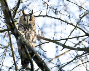 Hibou moyen-duc - Long-eared owl - Asio otus