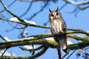 Hibou moyen-duc - Long-eared owl - Asio otus