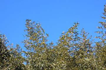 겨울 대나무 잎