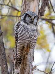 Northern Hawk Owl