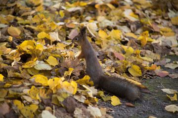 squirrel in the autumn in the park	