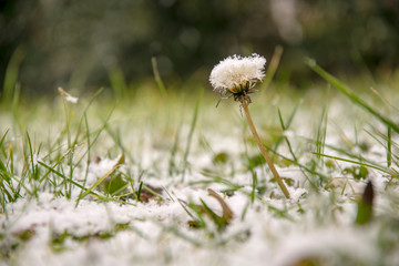 Snowfall in the garden, Dandelion covered by the first snow of January