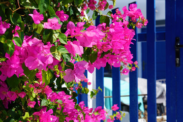 Beautiful fuchsia bougainvilleas on the streets of Imerovigli, Santorini