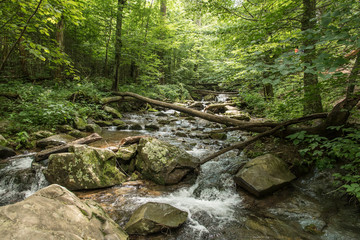 Shenandoah forest stream