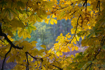 yellow autumn leaves