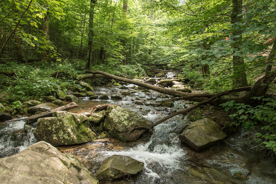 Shenandoah Forest Stream