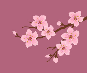 Blossoming branch of a cherry. A tree branch with pink flowers and buds on a bright pink background. Sakura flowers. Vector illustration