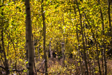 Quakies -3 by Skip Weeks