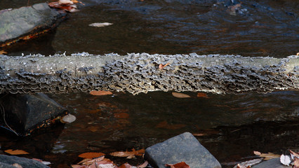 Fungus growing on a fallen tree trunk across a stream at Hacklebarney State Park is a state park New Jersey
