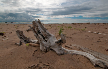 the tree stump on the shore of the White sea in the Murmansk region, Russia, polar day