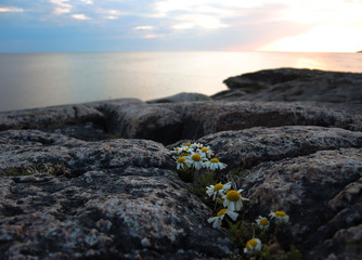 white sea coast in Murmansk region, Russia, polar day, daisies in the foreground