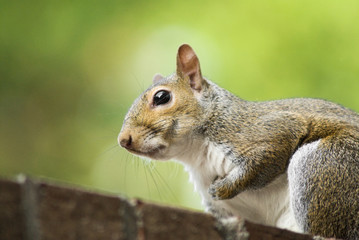 Naklejka na ściany i meble Side View of an Eastern Grey Squirrel with Paw Tuck