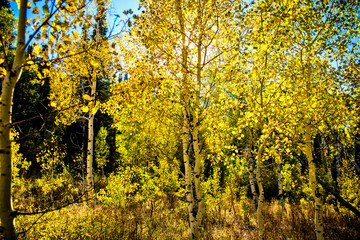 Quakies in the Forest by Skip Weeks