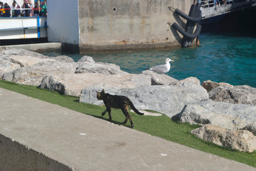 Gato y gaviota en el muelle
