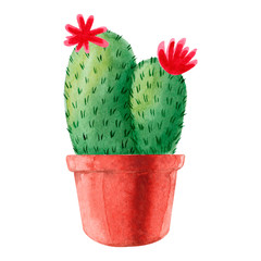 Exotic cactus with pink flowers. Flowering tropic cacti in pots. Watercolor hand drawn botanical illustration. Clipart design for stickers, postcard, invitation, cover, print, poster, pattern, decor.