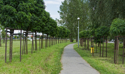 alley of Robinia pseudoacacia var. Globosa. Two rows of Robinia pseudoacacia umbraculifera in the park 