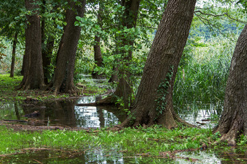 old trees European alder (Alnus glutinosa) on the shore of the lake