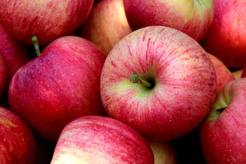 Fototapeta na wymiar Rote leckere Äpfel - Apfelernte in Südtirol