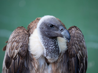 Vulture in a village of Palencia Spain