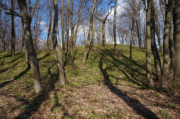 green tree background. View of the wild grass lawn. Light sky