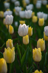Yellow and white tulips. Colorful Tulip flower fields.