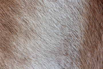 Reindeer fur background texture. Natural material pattern.