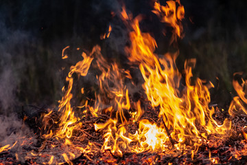 Forest wildfire at night whole area covered by flame and clouds of dark smoke. Distorted details due high temperature and evaporation gases during combustion