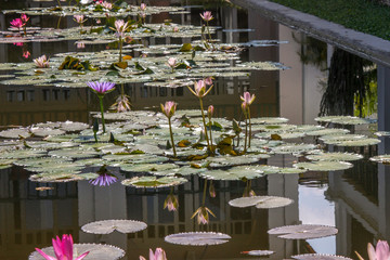 water lily (Lotus flower)