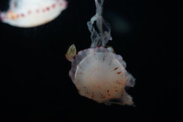 aquarium of jellyfish, fish, seaweed, good background
