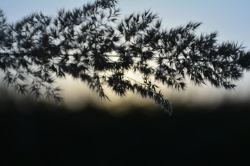 Gräser in silhouette nach Sonnenuntergang