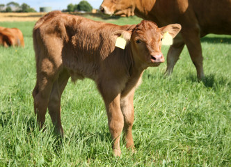 Niedliches neugieriges Kalb auf einer Sommerwiese