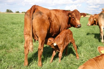 S&auml;ugendes Kalb bei rotbunter Kuh 