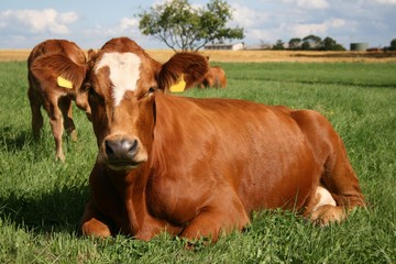 Rotbunte Kuh liegt zufrieden auf einer Sommerwiese