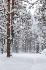 falling snow from pine branches in the winter forest