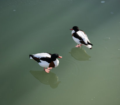 Common shelduck, tadorna tadorna, volpoca, walking on the frozen lake