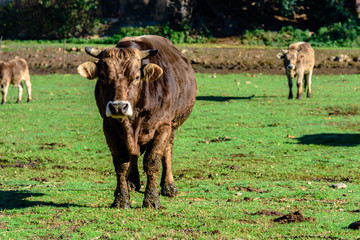 Brown cows on a farmland.