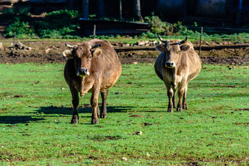 Fototapeta premium Brown cows on a farmland.