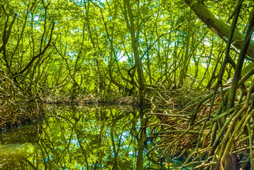 Obraz premium Mangrove Forest in Morrocoy National Park, Venezuela