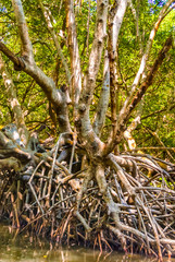 Mangrove Forest in Morrocoy National Park, Venezuela